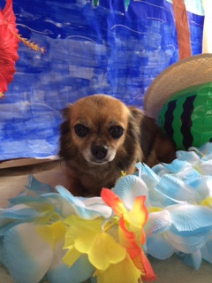 チョコちゃんパボちゃん山形市ペットサロンわんニャンシャンプー