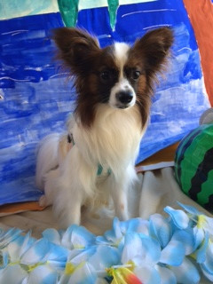 ショコラちゃん山形市ペットサロンわんニャンシャンプー