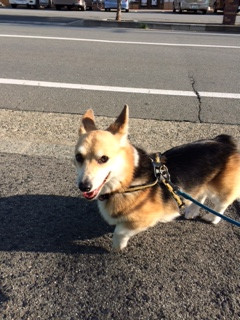 サスケちゃん山形市ペットホテルわんニャンシャンプー