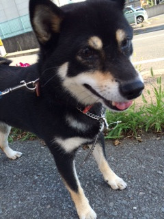 さくらちゃん山形市ペットホテルわんニャンシャンプー