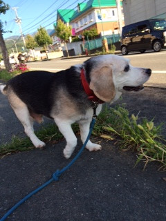 ハッピーちゃん山形市ペットホテルわんニャンシャンプー