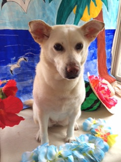 アイカちゃん山形市ペットサロンわんニャンシャンプー