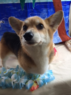 サスケちゃん山形市ペットホテルわんニャンシャンプー