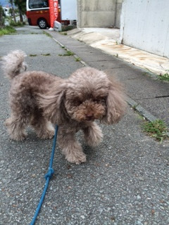 チェリーちゃん山形市ペットホテルわんニャンシャンプー