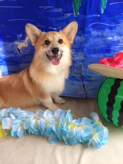 おっぽちゃん山形市ペットサロンわんニャンシャンプー