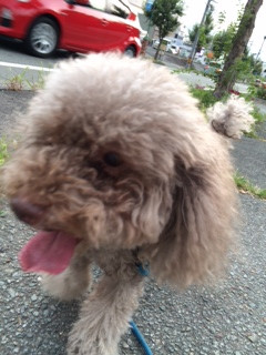 チェリーちゃん山形市ペットホテルわんニャンシャンプー