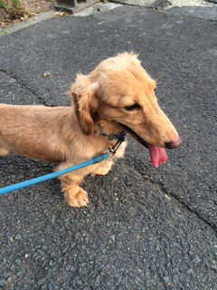 タルトちゃん山形市ペットホテルわんニャンシャンプー