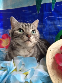 クッキーちゃん山形市ペットサロンわんニャンシャンプー