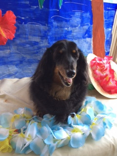 レオちゃん山形市ペットサロンわんニャンシャンプー