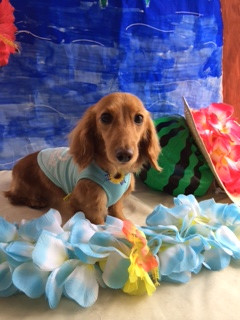 ケンちゃん山形市ペットサロンわんニャンシャンプー