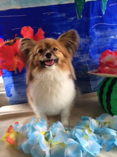 パピ助ちゃん山形市ペットサロンわんニャンシャンプー