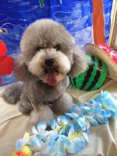 ルークちゃんマークちゃんクーちゃん山形市ペットサロンわんニャンシャンプー