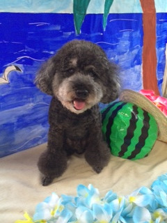 ルークちゃんマークちゃんクーちゃん山形市ペットサロンわんニャンシャンプー