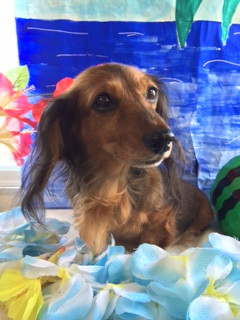 ポップちゃんモモちゃん山形市ペットサロンわんニャンシャンプー