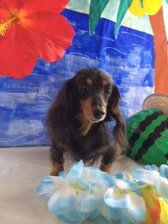 ポップちゃんモモちゃん山形市ペットサロンわんニャンシャンプー