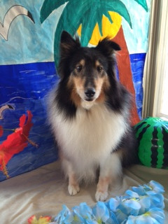 シフォンちゃん山形市ペットサロンわんニャンシャンプー