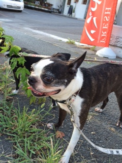 チェリーちゃんジョナサンちゃんチャペルちゃん山形市ペットホテルわんニャンシャンプー