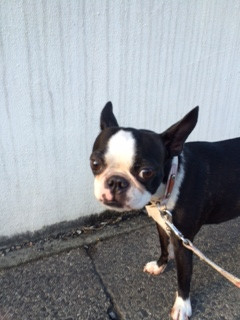 チェリーちゃんジョナサンちゃんチャペルちゃん山形市ペットホテルわんニャンシャンプー