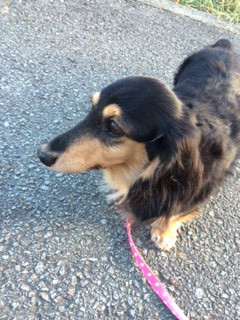 チェリーちゃんジョナサンちゃんチャペルちゃん山形市ペットホテルわんニャンシャンプー