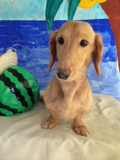 タルトちゃん山形市ペットホテルわんニャンシャンプー