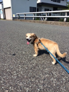 くるみちゃん山形市ペットホテルわんニャンシャンプー
