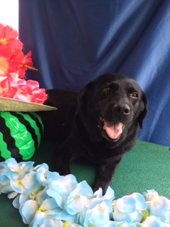 ハッピーちゃん山形市ペットサロンわんニャンシャンプー