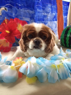 まるちゃん山形市ペットサロンわんニャンシャンプー