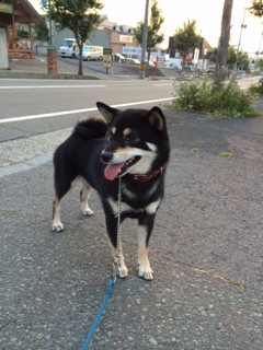 さくらちゃん山形市ペットホテルわんニャンシャンプー