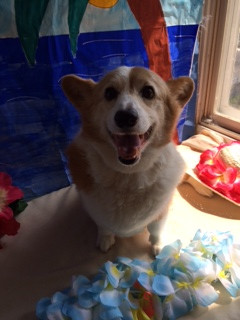 ポン太ちゃん山形市ペットサロンわんニャンシャンプー