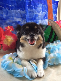 クーちゃん山形市ペットサロンわんニャンシャンプー