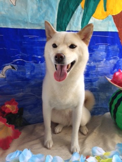 ソラちゃん山形市ペットサロンわんニャンシャンプー