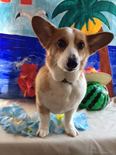 バンちゃん山形市ペットサロンわんニャンシャンプー