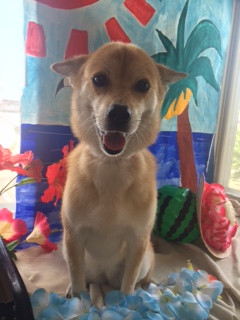 チョコちゃん山形市ペットサロンわんニャンシャンプー