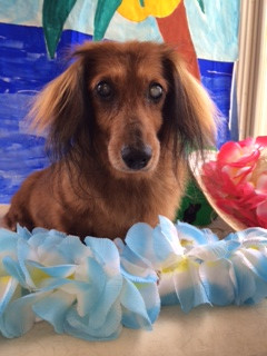 チ太郎ちゃん山形市ペットサロンわんニャンシャンプー