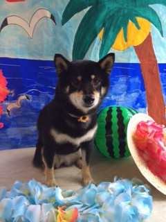 椿ちゃん山形市ペットサロンわんニャンシャンプー