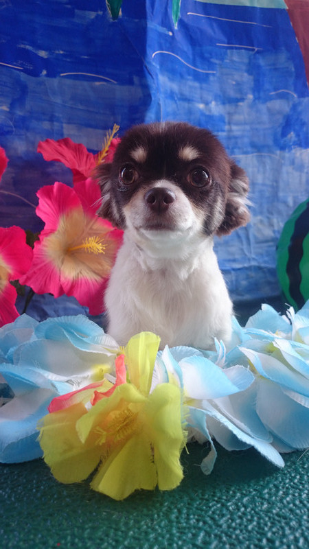 チョコちゃん 山形市 ペットサロン わんニャンシャンプー