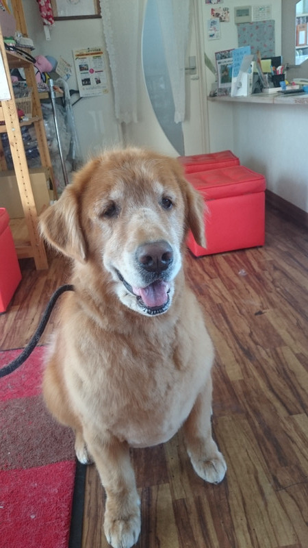 グリーンちゃん 山形市 ペットサロン わんニャンシャンプー