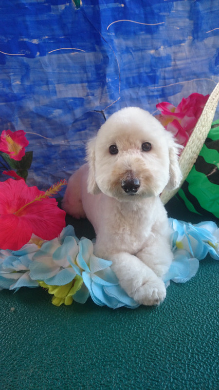 ハナちゃん 山形市 ペットサロン わんニャンシャンプー