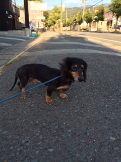 アンちゃん山形市ペットホテルわんニャンシャンプー