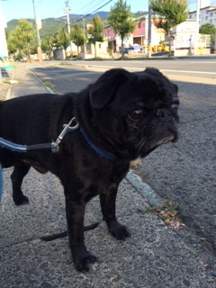 バーディちゃん山形市ペットホテルわんニャンシャンプー