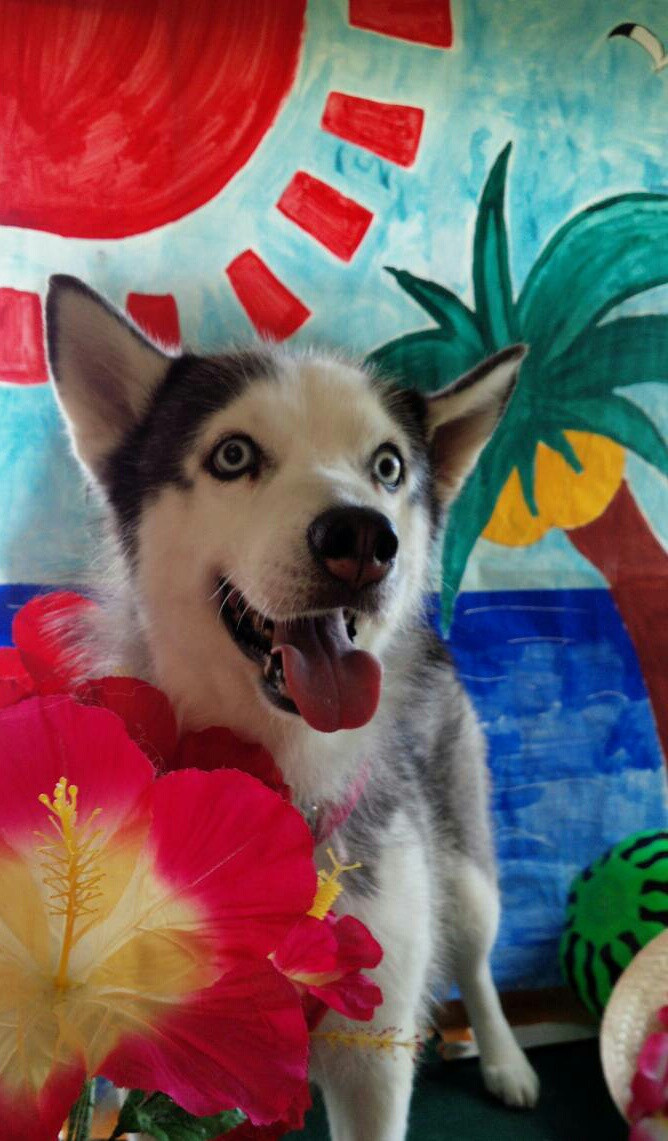 レイちゃん&ナッツちゃん&マリンちゃん 山形市 ペットサロン わんニャンシャンプー