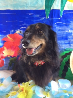 クッキーちゃんルゥちゃん山形市ペットサロンわんニャンシャンプー