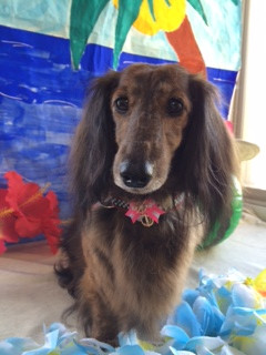 クッキーちゃんルゥちゃん山形市ペットサロンわんニャンシャンプー