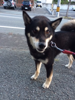 クロベエちゃん山形市ペットホテルわんニャンシャンプー