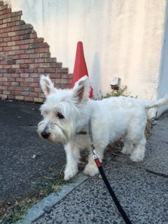 チロちゃん山形市ペットホテルわんニャンシャンプー