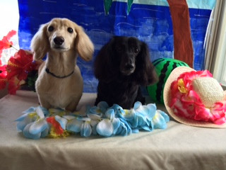 太陽ちゃん愛美ちゃん山形市ペットホテルわんニャンシャンプー