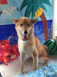 力ちゃん山形市ペットサロンわんニャンシャンプー