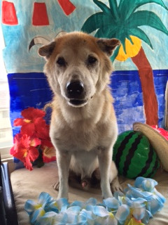 たろうちゃん山形市ペットサロンわんニャンシャンプー