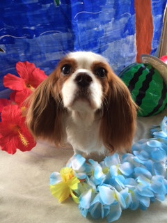 ココちゃん山形市ペットサロンわんニャンシャンプー