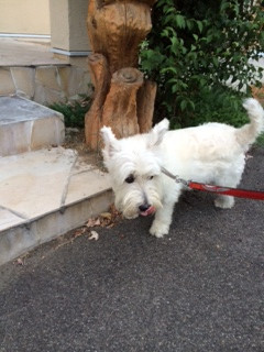 チロちゃん山形市ペットホテルわんニャンシャンプー